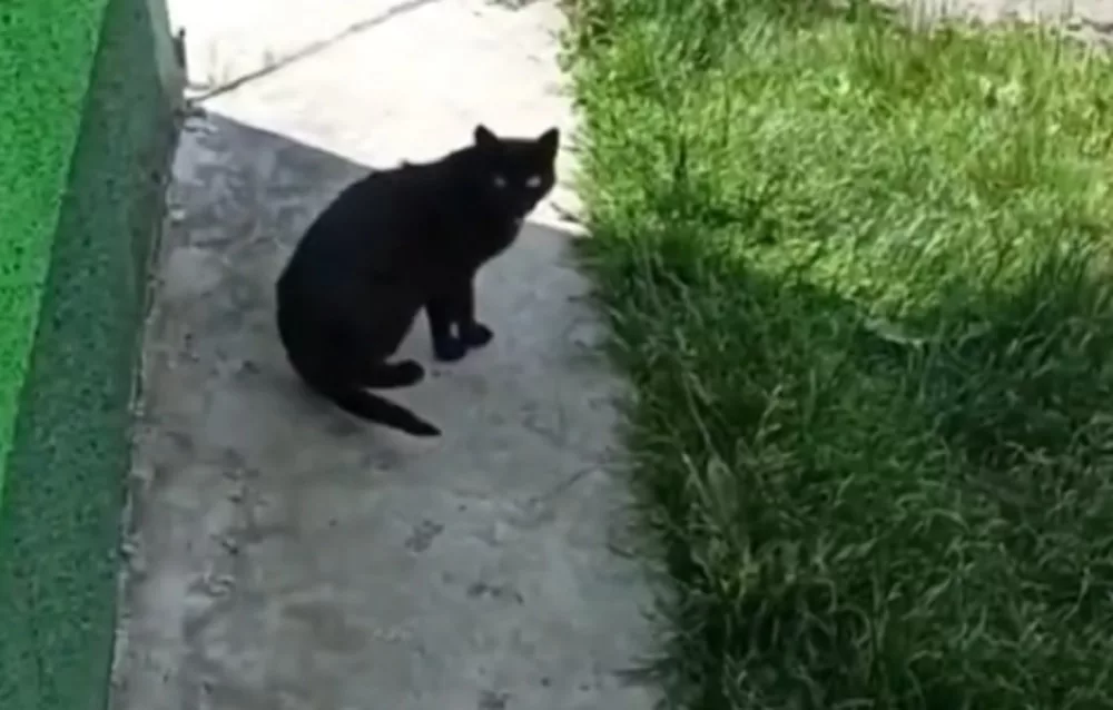 В Малорите кот вызвал врача и собрал полмиллиона просмотров В Малорите кот вызвал ветеринара