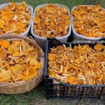 грибы в Беларуси