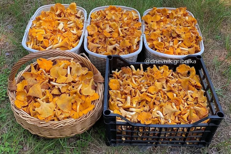 За пять часов 22 кг лисичек: как дела у грибников в Беларуси грибы в Беларуси