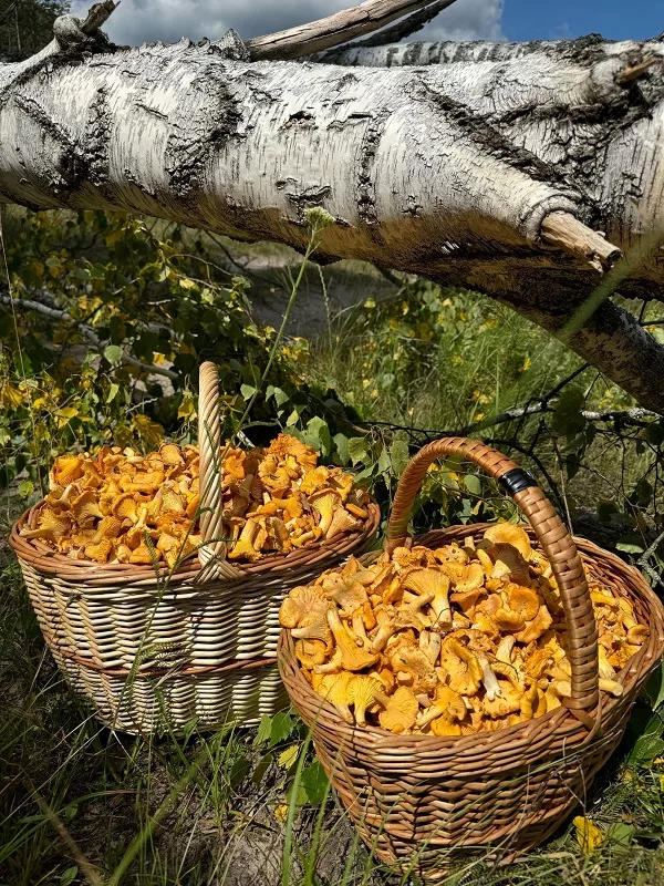 Владимир так и сфоткал свои грибы на фоне поваленного дерева