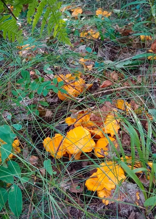 лисички лес гриб