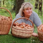 В Беларуси всё больше боровиков