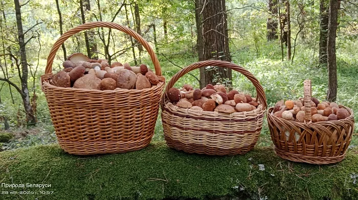 Бобруйские боровики