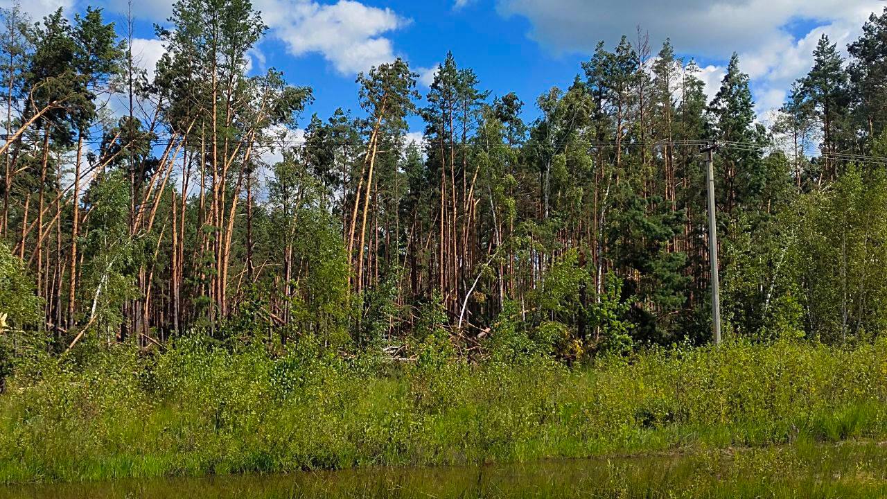 В трех областях Беларуси полностью ограничили посещение лесов