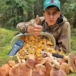 Грибы лисички и боровики