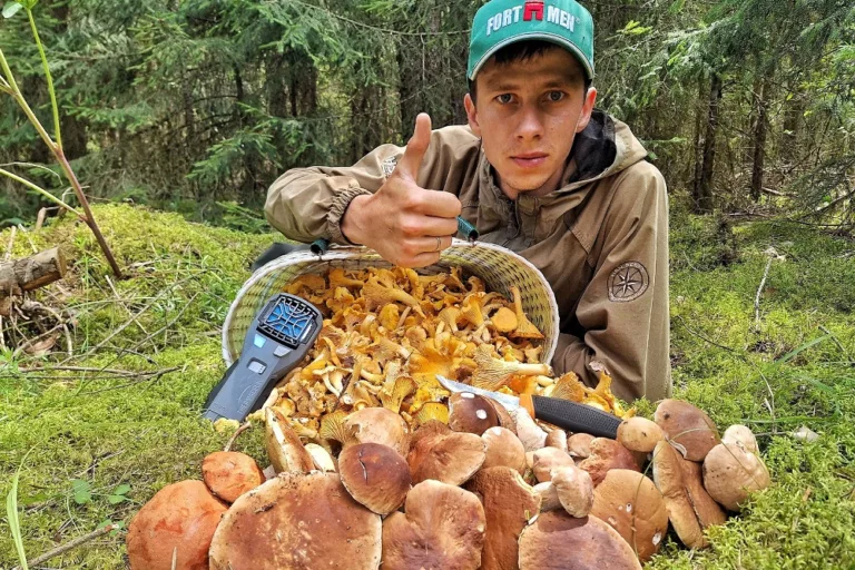 Боровики разбавляют лисичковый бум в Беларуси Грибы лисички и боровики