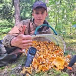 Сбор лисичек в Барановичском районе