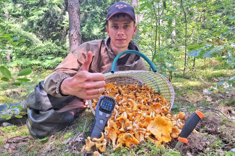 Лисички прут оттуда, где их отроду не было Сбор лисичек в Барановичском районе