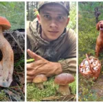 Грибы собирают в Беларуси