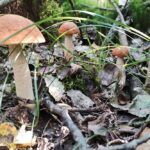 Грибы подосиновики в августе 2024