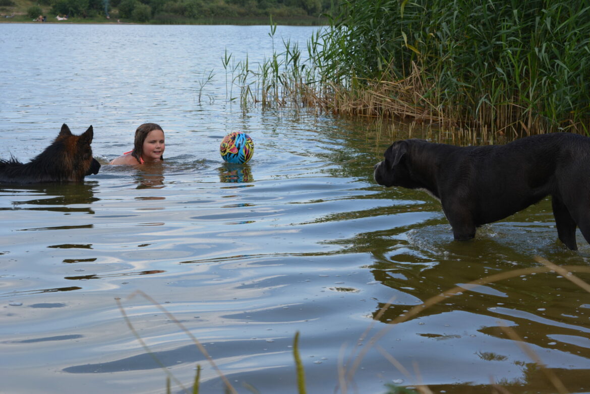Можно ли гулять с собакой по пляжу и купать питомца в водоеме?