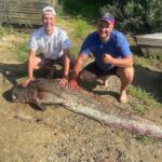 Огромного сома поймали в Гомельской области