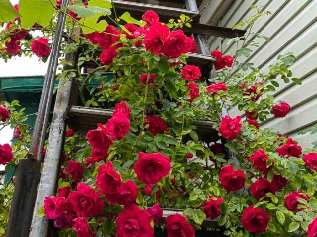 Замаскированная лестница