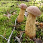 Золотистый боровик