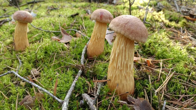 Золотистый боровик не остановить: стоит ли удивляться ему в Беларуси? Золотистый боровик