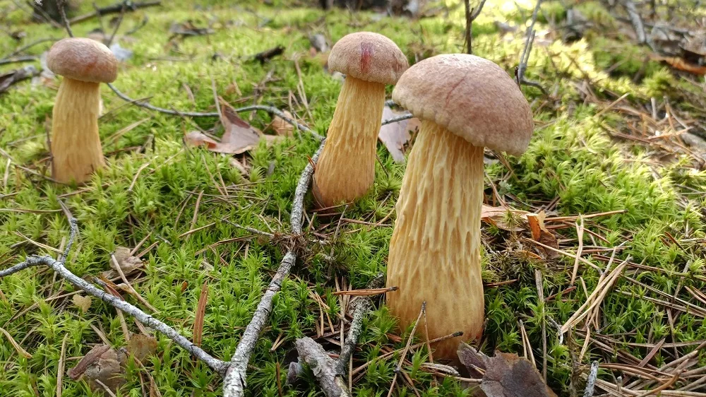 Золотистый боровик не остановить: стоит ли удивляться ему в Беларуси? Золотистый боровик