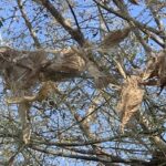 Американская белая бабочка в Берёзе