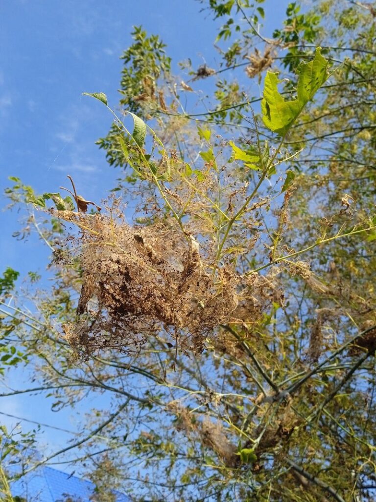 А это гнездо на улице Ленина в Берёзе. Видно, что гусеницы объедают листья до скелетов