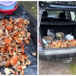 «Зачем столько?» Грибники заразились у рыбаков и завидуют большим сборам