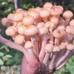 Опята в Минском районе