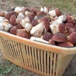 Боровики из Кобринского района