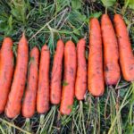 Какие цены на овощи в Ольшанах и на рынках