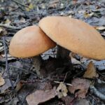 Где есть грибы в Беларуси