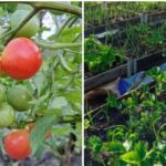 Огород, 1pr.by