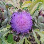 Артишок вырос в Берёзе