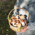 Швейцарцы заплатят 7000 евро штрафа за сбор грибов