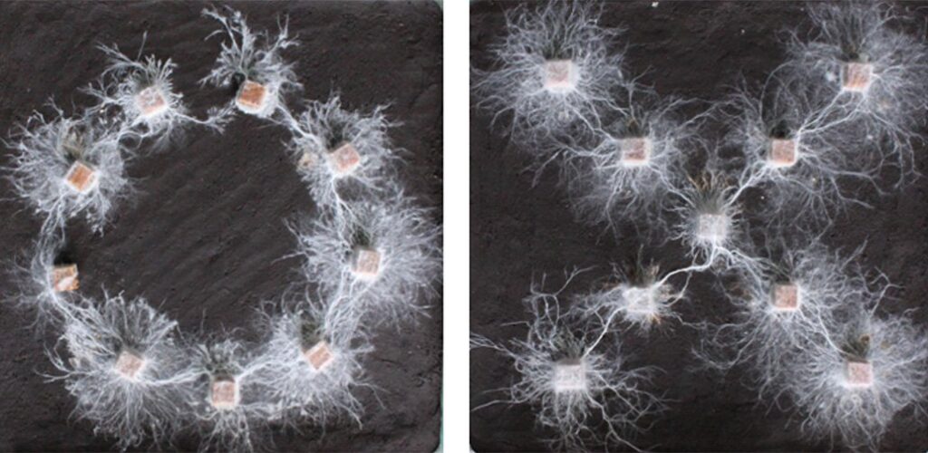 Могут ли грибы демонстрировать признаки интеллекта? Умеют ли грибы распознавать формы?