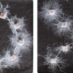 Умеют ли грибы распознавать формы?