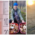 Заморозки напугают грибников?