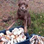 Как собирают грибы в октябре 2024