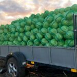 Почём продают капусту в Ольшанах