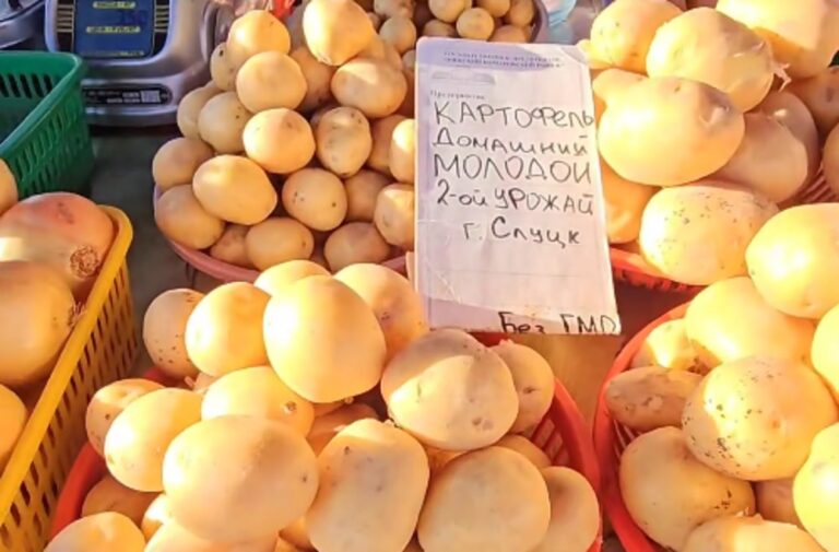 В Беларуси продают молодую картошку второго урожая. Цены на рынках На Комаровке в октябре появилась белорусская молодая картошка
