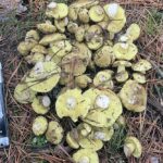 Грибы зелёнки