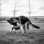 Немецкая овчарка