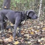 привязали собаку в лесу