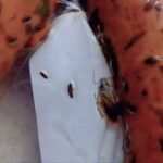 Таракан в колбасе, 1pr.by