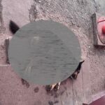 Труп убитой собаки в Ивацевичах, октябрь 2024