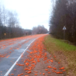 морковь беларусь