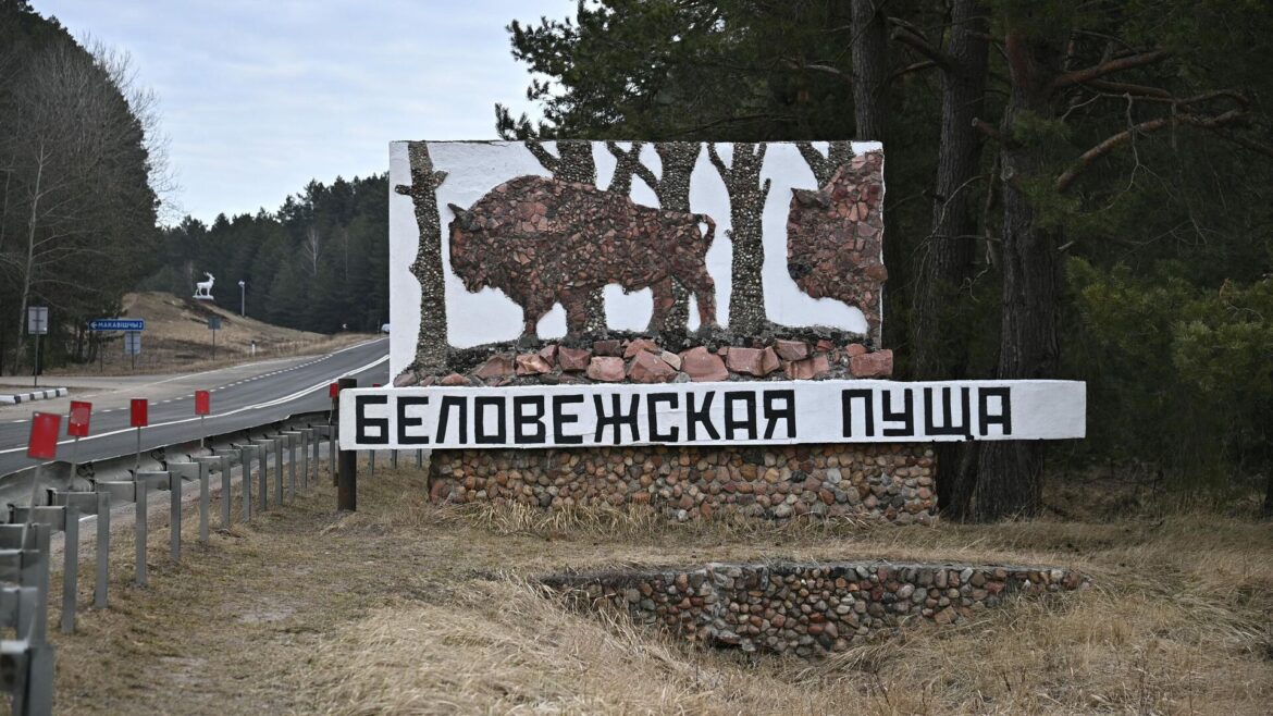 Твоя идея может стать легендой: выбери название для фестиваля в Беловежской пуще!