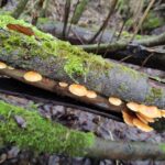 Зимний опёнок фламмулина