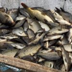 Где зарыбили водоёмы в Беларуси