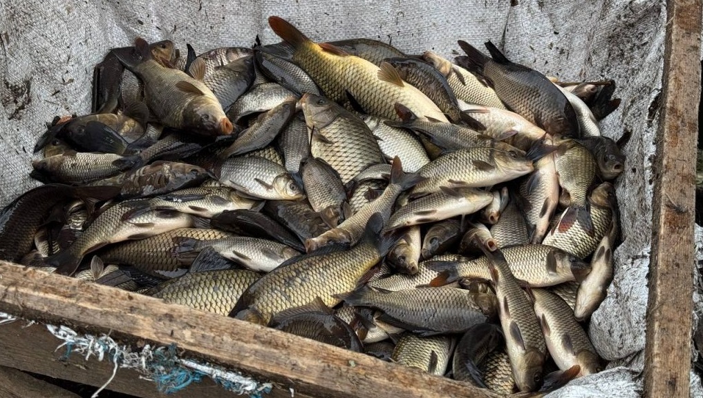 Где зарыбили водоёмы в Беларуси