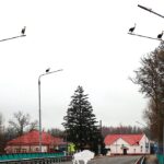 Аисты возвращаются