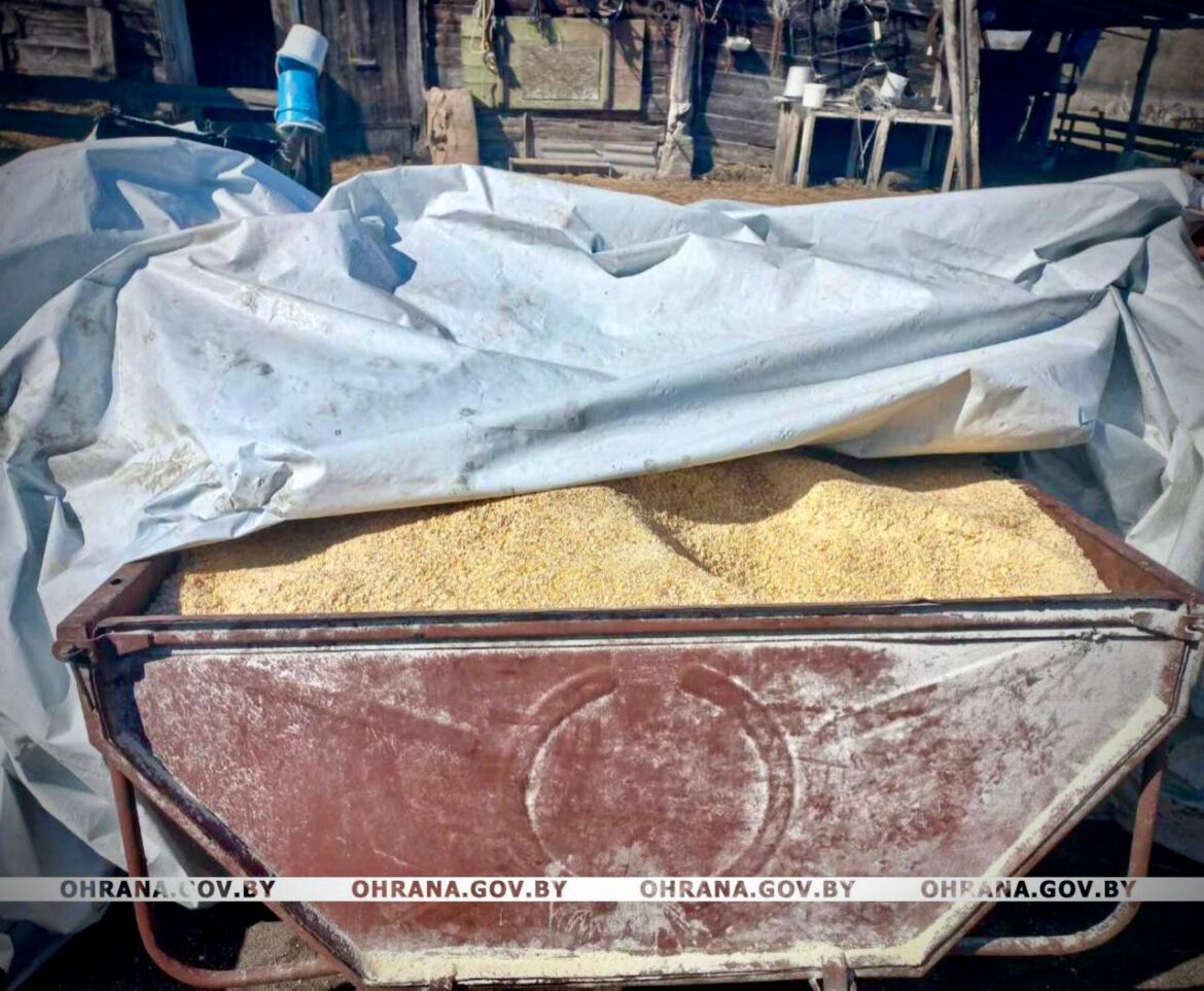 Кукурузу нашли у сельчанина в Дрогичинском районе