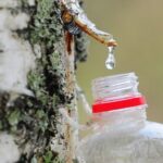 березовый сок