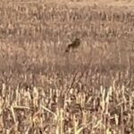 Волка видели в Каменецком районе